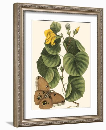 Small Catesby Butterfly and Botanical I-Mark Catesby-Framed Art Print