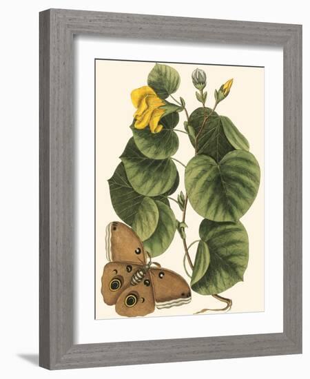 Small Catesby Butterfly and Botanical I-Mark Catesby-Framed Art Print