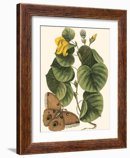 Small Catesby Butterfly and Botanical I-Mark Catesby-Framed Art Print