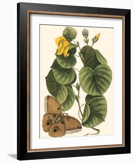 Small Catesby Butterfly and Botanical I-Mark Catesby-Framed Art Print