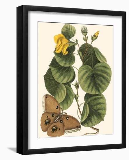 Small Catesby Butterfly and Botanical I-Mark Catesby-Framed Art Print