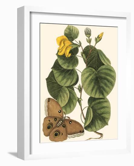 Small Catesby Butterfly and Botanical I-Mark Catesby-Framed Art Print