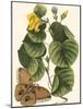 Small Catesby Butterfly and Botanical I-Mark Catesby-Mounted Art Print