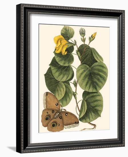 Small Catesby Butterfly and Botanical I-Mark Catesby-Framed Art Print