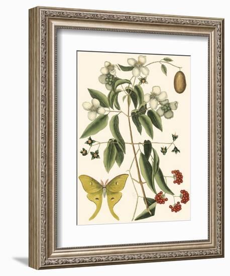 Small Catesby Butterfly and Botanical III-Mark Catesby-Framed Art Print