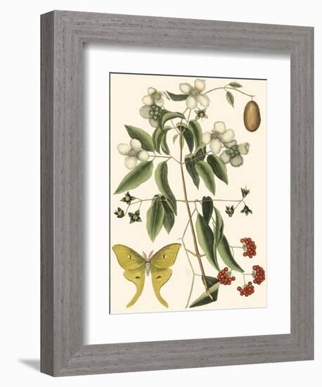 Small Catesby Butterfly and Botanical III-Mark Catesby-Framed Art Print