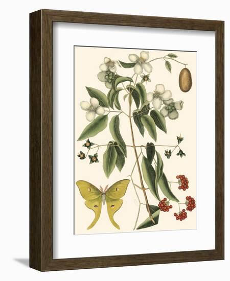 Small Catesby Butterfly and Botanical III-Mark Catesby-Framed Art Print