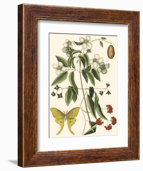 Small Catesby Butterfly and Botanical III-Mark Catesby-Framed Art Print