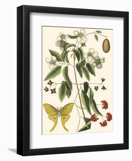 Small Catesby Butterfly and Botanical III-Mark Catesby-Framed Art Print