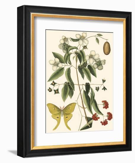Small Catesby Butterfly and Botanical III-Mark Catesby-Framed Art Print