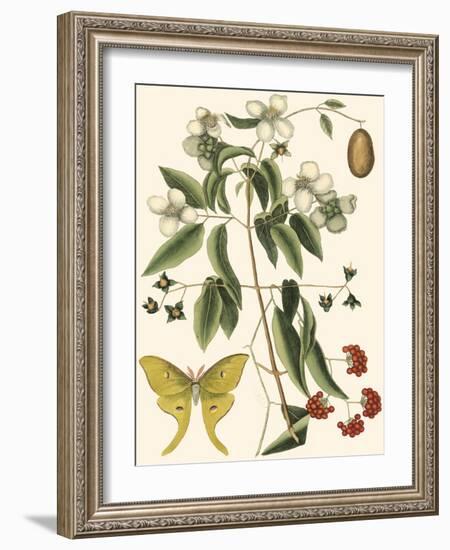 Small Catesby Butterfly and Botanical III-Mark Catesby-Framed Premium Giclee Print