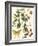 Small Catesby Butterfly and Botanical III-Mark Catesby-Framed Premium Giclee Print