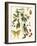 Small Catesby Butterfly and Botanical III-Mark Catesby-Framed Premium Giclee Print