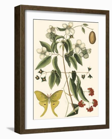 Small Catesby Butterfly and Botanical III-Mark Catesby-Framed Premium Giclee Print