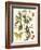 Small Catesby Butterfly and Botanical III-Mark Catesby-Framed Premium Giclee Print