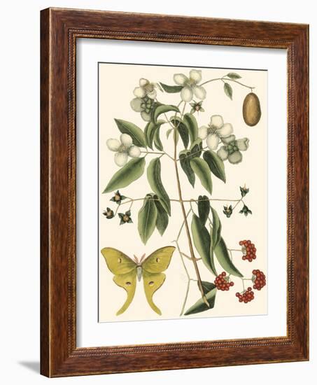 Small Catesby Butterfly and Botanical III-Mark Catesby-Framed Premium Giclee Print