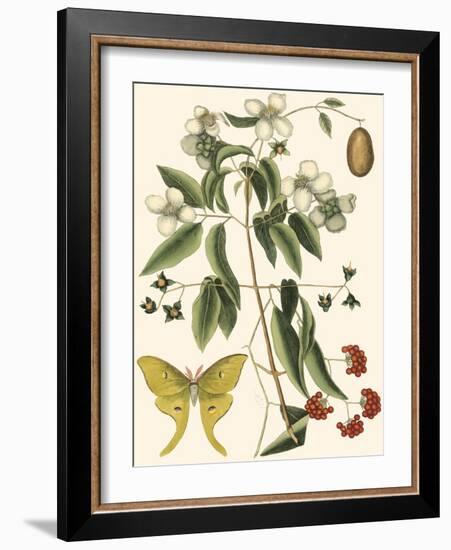 Small Catesby Butterfly and Botanical III-Mark Catesby-Framed Premium Giclee Print