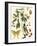 Small Catesby Butterfly and Botanical III-Mark Catesby-Framed Premium Giclee Print