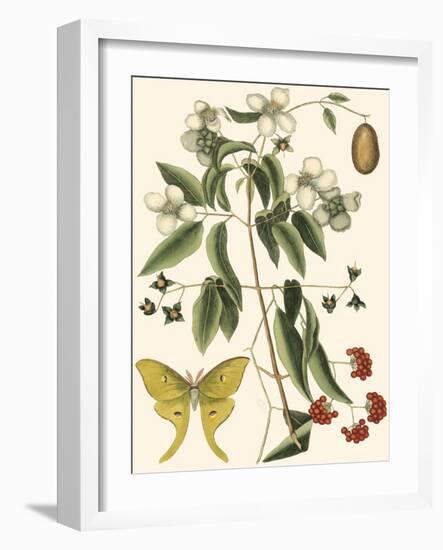 Small Catesby Butterfly and Botanical III-Mark Catesby-Framed Premium Giclee Print