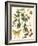 Small Catesby Butterfly and Botanical III-Mark Catesby-Framed Premium Giclee Print