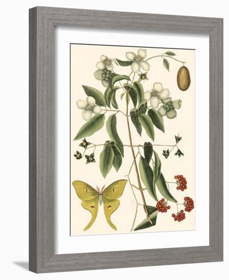 Small Catesby Butterfly and Botanical III-Mark Catesby-Framed Art Print