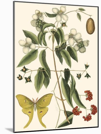 Small Catesby Butterfly and Botanical III-Mark Catesby-Mounted Art Print