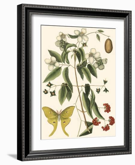 Small Catesby Butterfly and Botanical III-Mark Catesby-Framed Art Print