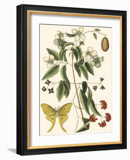 Small Catesby Butterfly and Botanical III-Mark Catesby-Framed Art Print