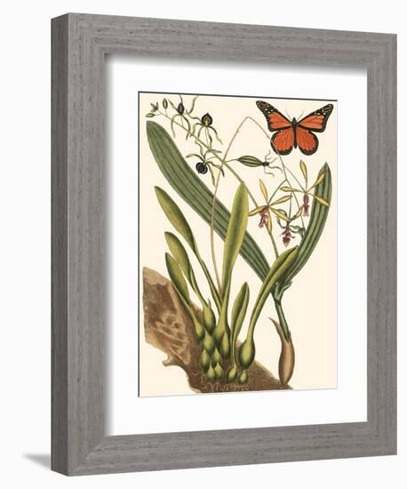 Small Catesby Butterfly and Botanical IV-Mark Catesby-Framed Art Print