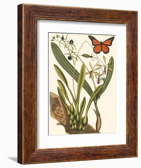 Small Catesby Butterfly and Botanical IV-Mark Catesby-Framed Art Print