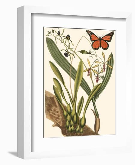 Small Catesby Butterfly and Botanical IV-Mark Catesby-Framed Art Print