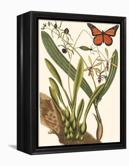 Small Catesby Butterfly and Botanical IV-Mark Catesby-Framed Stretched Canvas