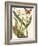 Small Catesby Butterfly and Botanical IV-Mark Catesby-Framed Art Print