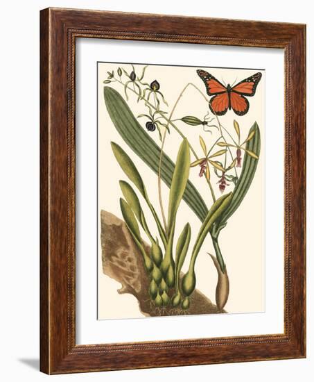 Small Catesby Butterfly and Botanical IV-Mark Catesby-Framed Art Print