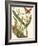 Small Catesby Butterfly and Botanical IV-Mark Catesby-Framed Art Print