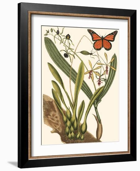 Small Catesby Butterfly and Botanical IV-Mark Catesby-Framed Art Print