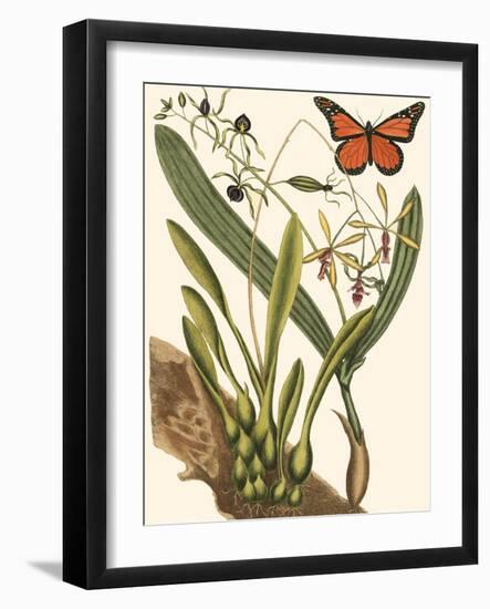 Small Catesby Butterfly and Botanical IV-Mark Catesby-Framed Art Print