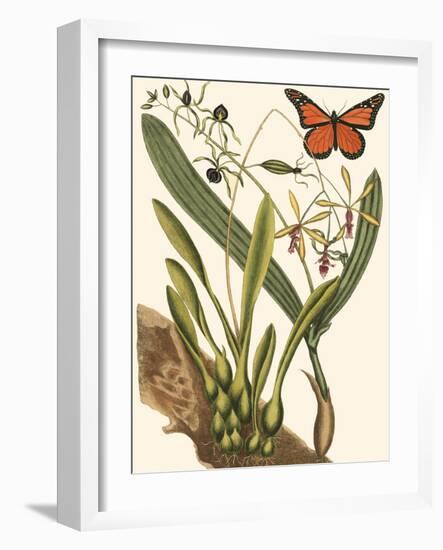 Small Catesby Butterfly and Botanical IV-Mark Catesby-Framed Art Print