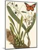 Small Catesby Butterfly and Botanical IV-Mark Catesby-Mounted Art Print