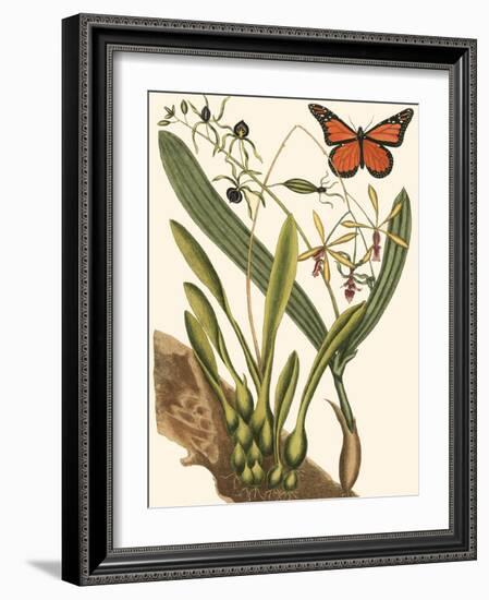 Small Catesby Butterfly and Botanical IV-Mark Catesby-Framed Art Print