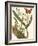 Small Catesby Butterfly and Botanical IV-Mark Catesby-Framed Art Print