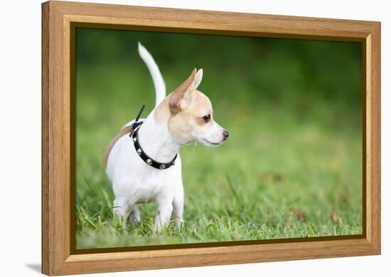 Small Chihuahua Dog Standing on a Green Grass Park with a Shallow Depth of Field-Kamira-Framed Premier Image Canvas