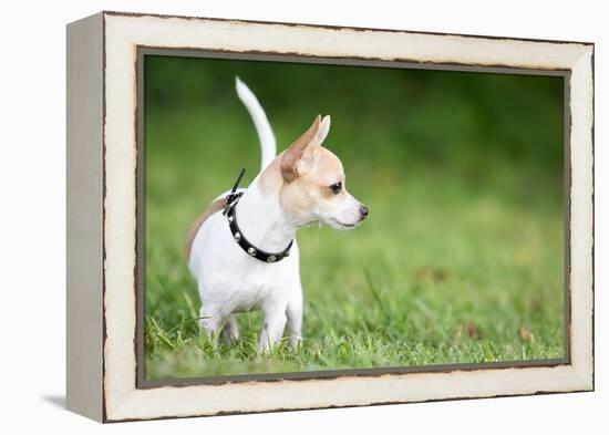 Small Chihuahua Dog Standing on a Green Grass Park with a Shallow Depth of Field-Kamira-Framed Premier Image Canvas