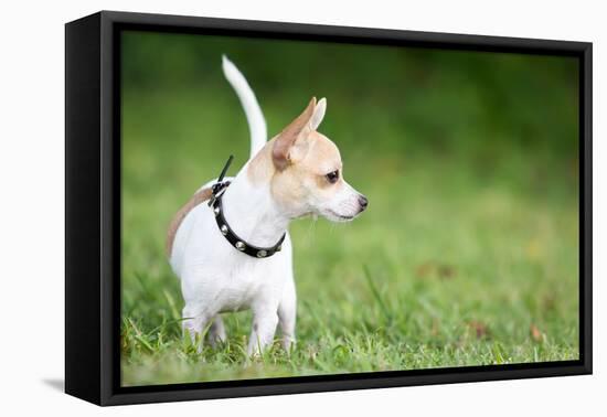 Small Chihuahua Dog Standing on a Green Grass Park with a Shallow Depth of Field-Kamira-Framed Premier Image Canvas
