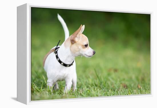 Small Chihuahua Dog Standing on a Green Grass Park with a Shallow Depth of Field-Kamira-Framed Premier Image Canvas