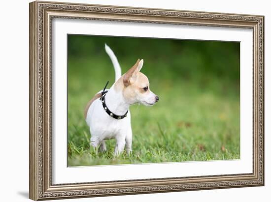 Small Chihuahua Dog Standing on a Green Grass Park with a Shallow Depth of Field-Kamira-Framed Photographic Print