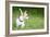 Small Chihuahua Dog Standing on a Green Grass Park with a Shallow Depth of Field-Kamira-Framed Photographic Print