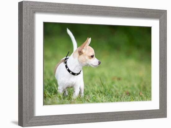 Small Chihuahua Dog Standing on a Green Grass Park with a Shallow Depth of Field-Kamira-Framed Photographic Print