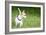 Small Chihuahua Dog Standing on a Green Grass Park with a Shallow Depth of Field-Kamira-Framed Photographic Print