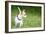 Small Chihuahua Dog Standing on a Green Grass Park with a Shallow Depth of Field-Kamira-Framed Photographic Print